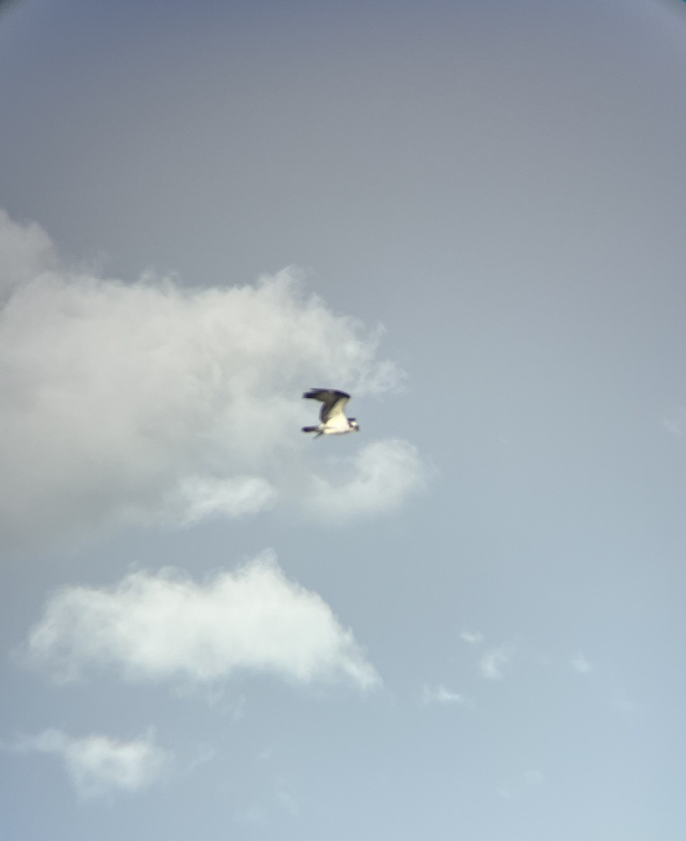 Osprey - ML637027740