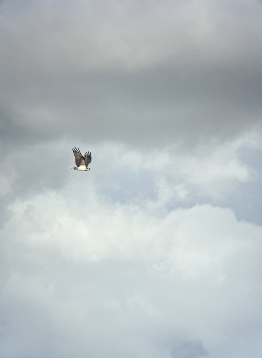 Osprey - ML637027742