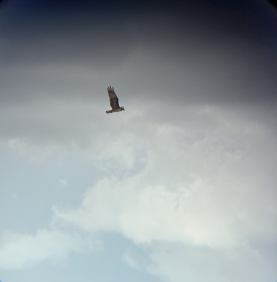 Osprey - ML637027743