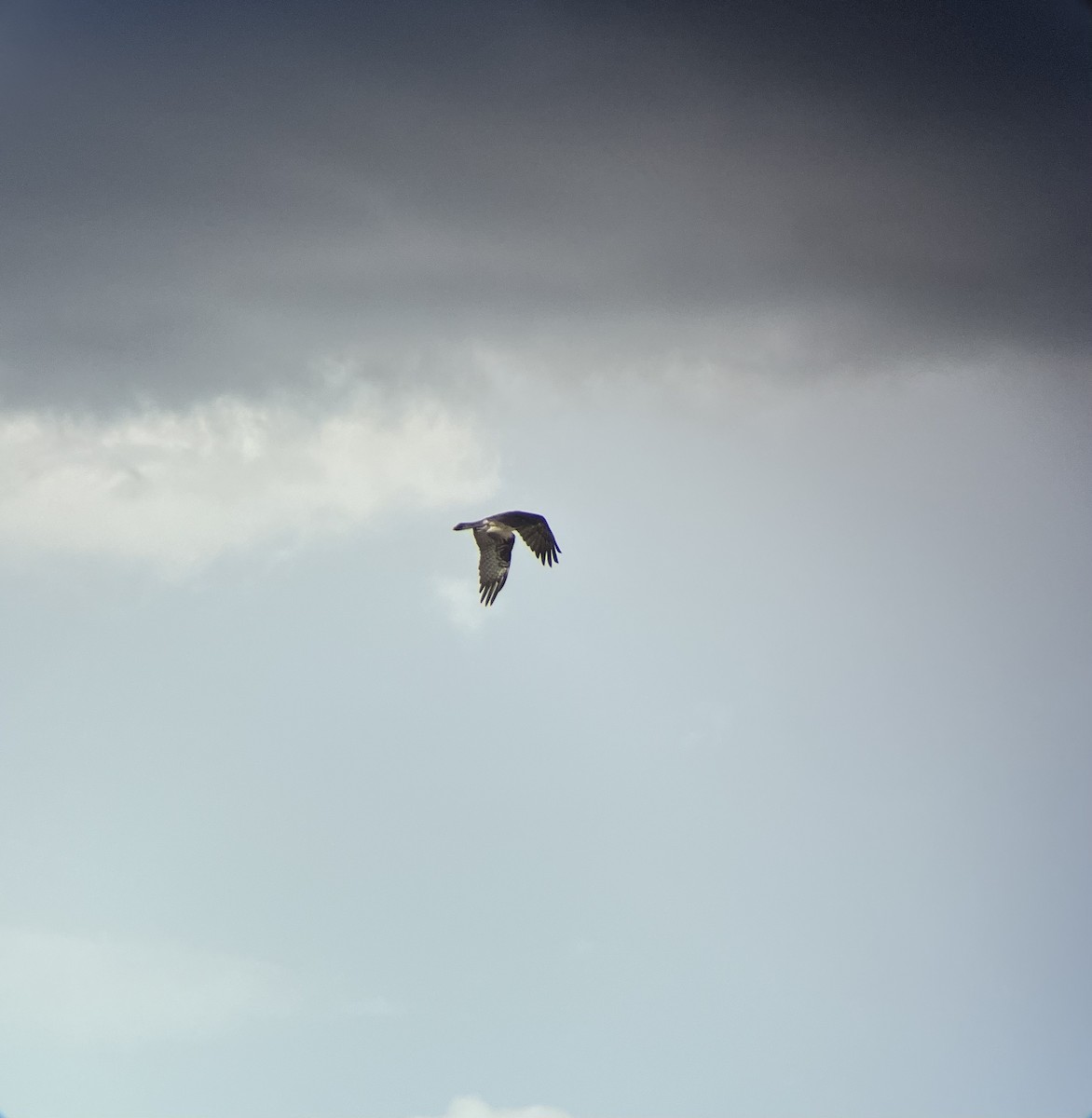 Osprey - ML637027744