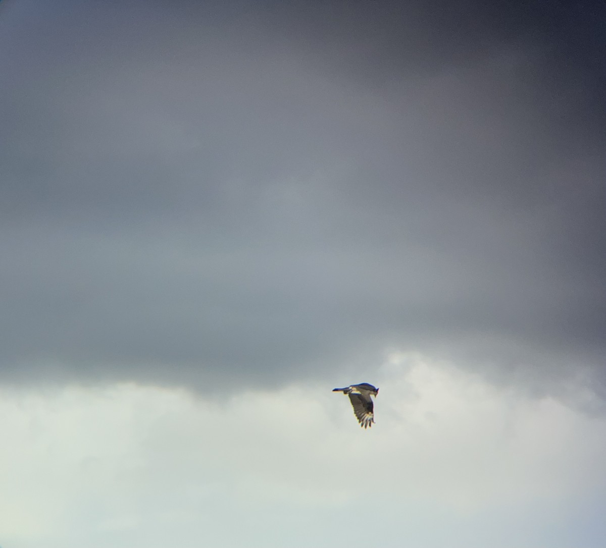 Osprey - ML637027745