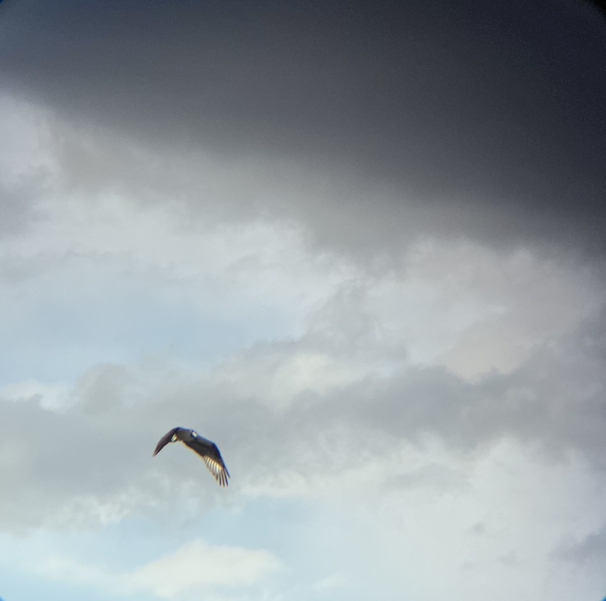 Osprey - ML637027747