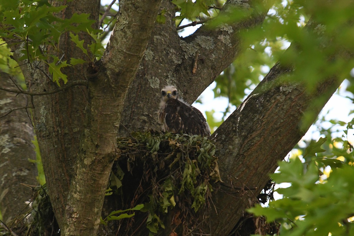 Red-shouldered Hawk - ML637027777