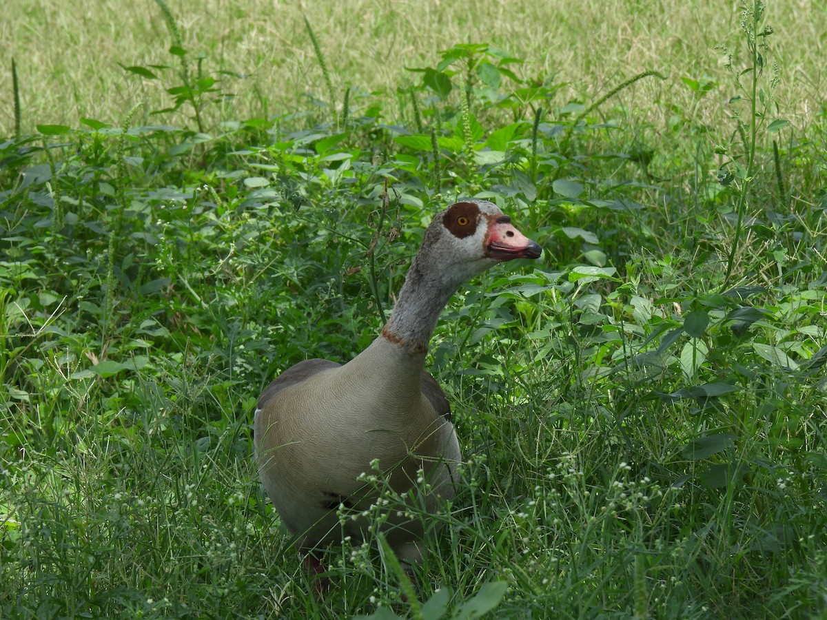 Egyptian Goose - ML637027835