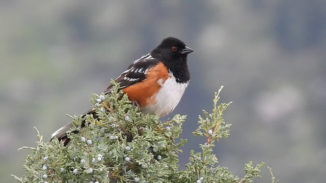 Spotted Towhee - ML637027852
