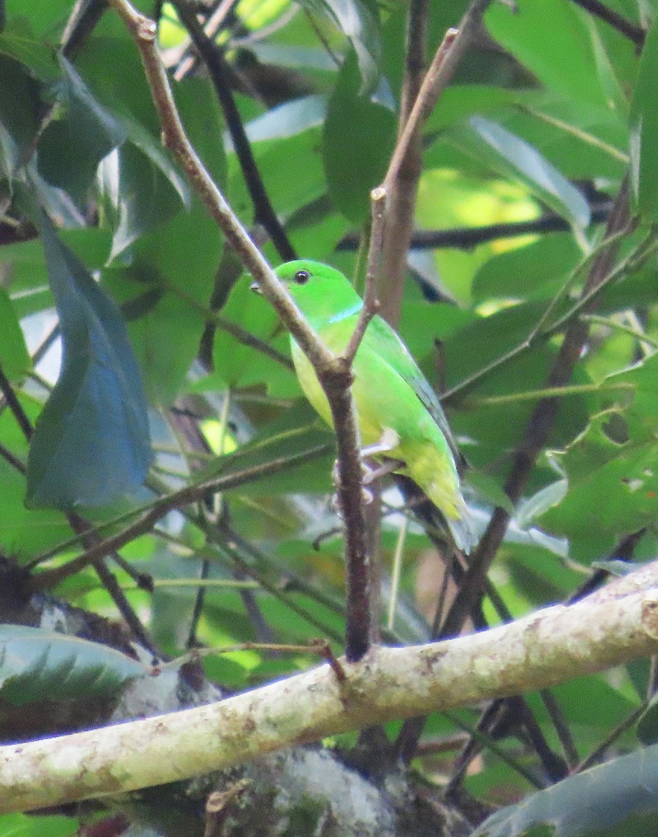 Blue-crowned Chlorophonia - ML637027924