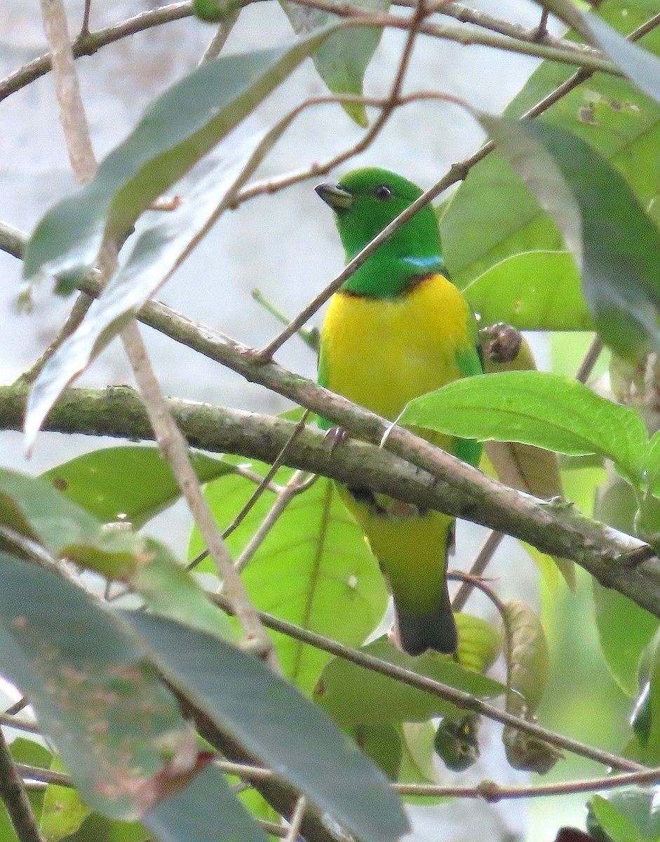 Blue-crowned Chlorophonia - ML637027925