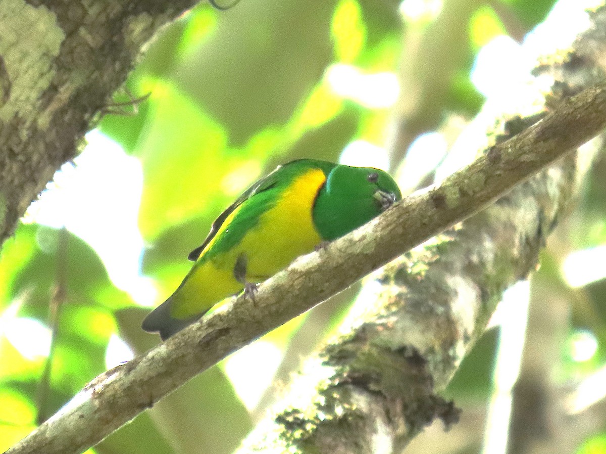 Blue-crowned Chlorophonia - ML637027927