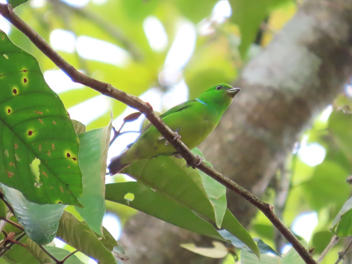 Blue-crowned Chlorophonia - ML637027930