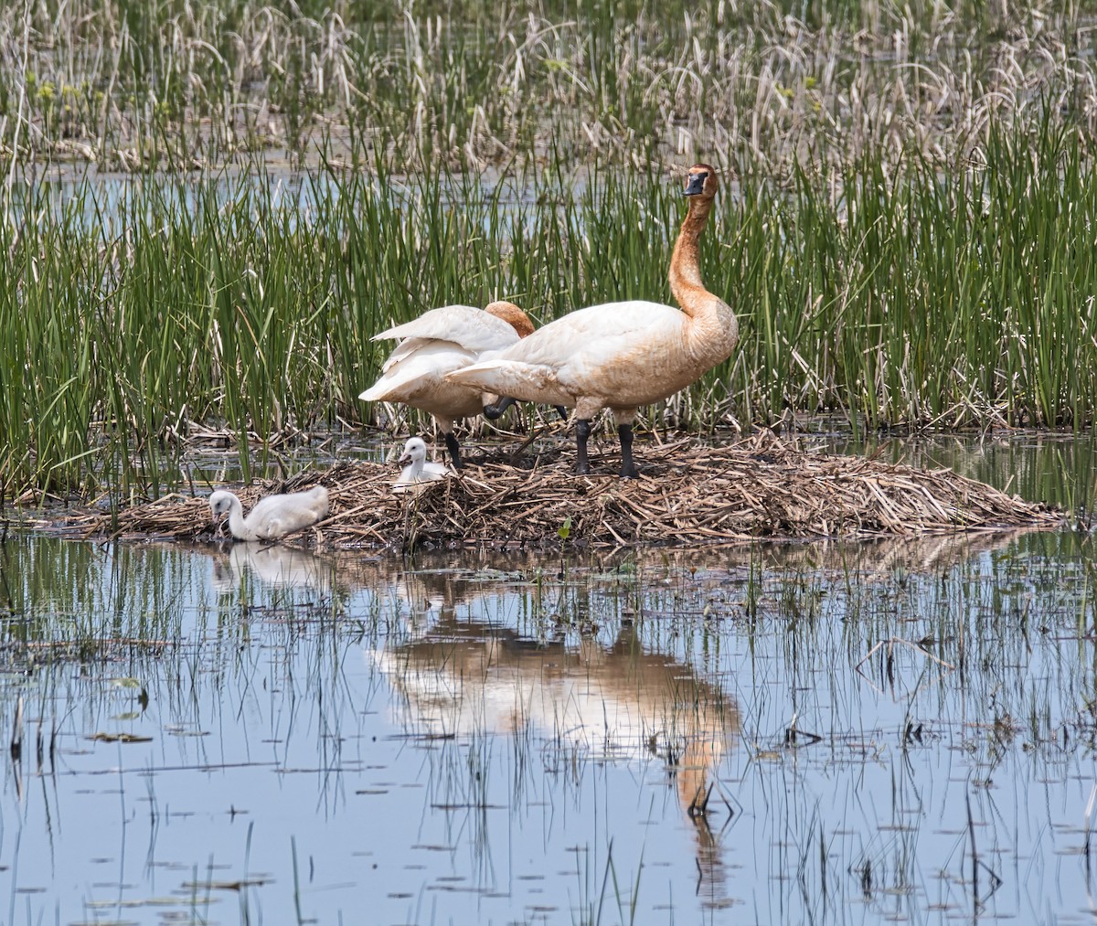 Trumpeter Swan - ML637027931