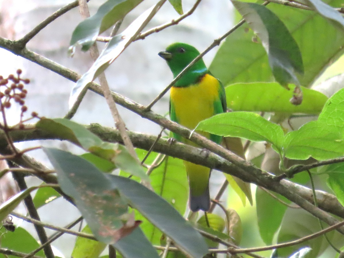 Blue-crowned Chlorophonia - ML637027932