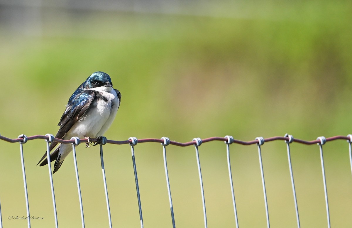 Tree Swallow - ML637027942