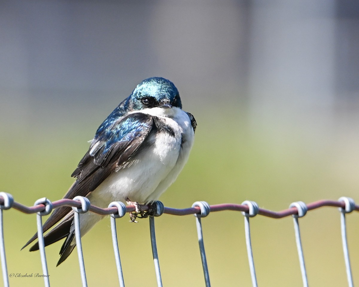 Tree Swallow - ML637027994