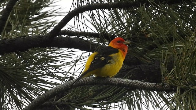 Western Tanager - ML637027998