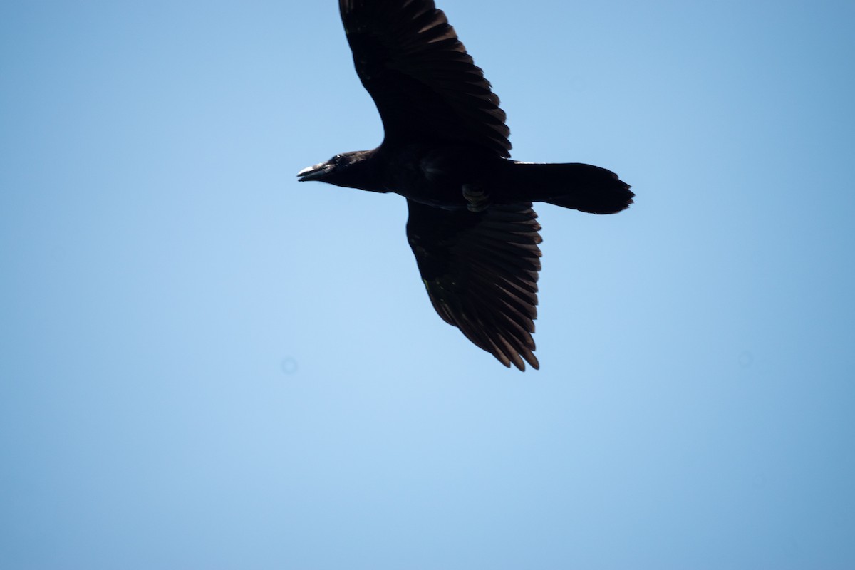 Common Raven - ML637028017