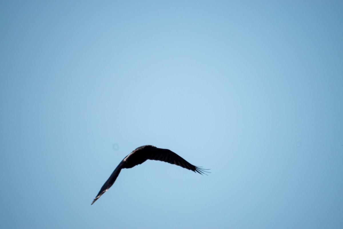 Common Raven - ML637028018