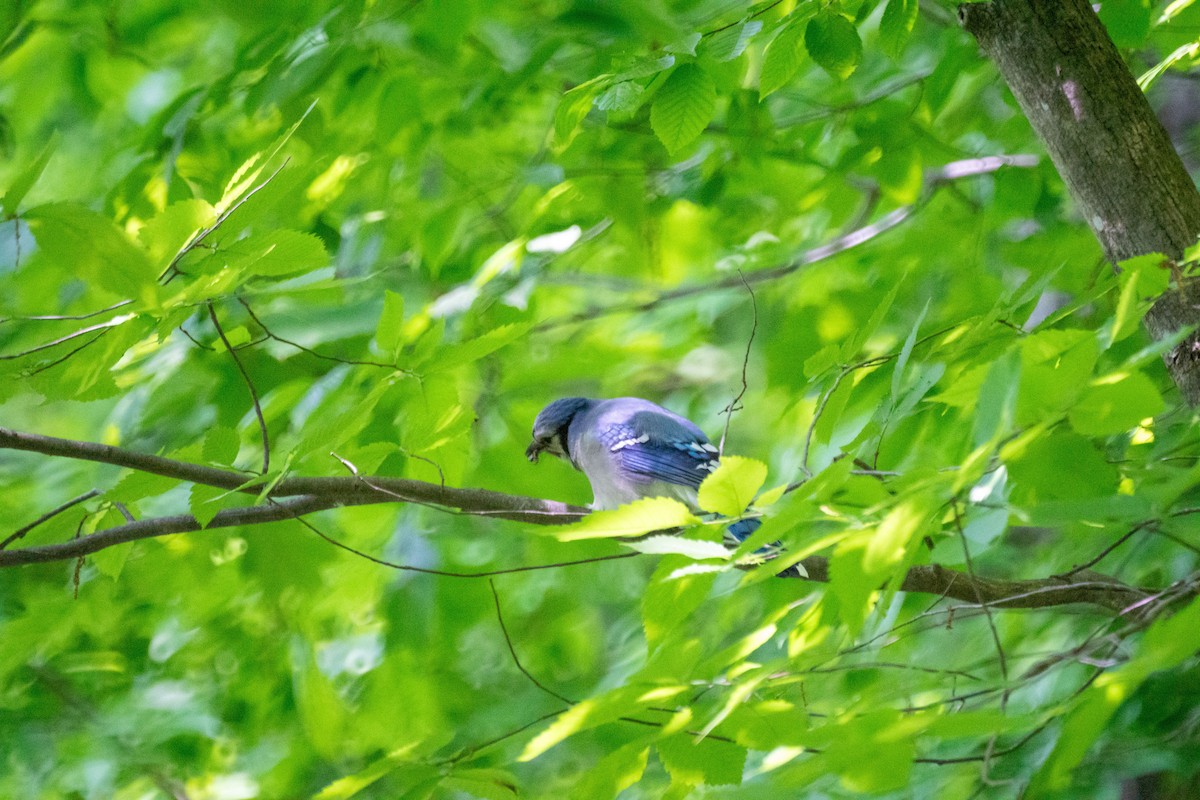 Blue Jay - ML637028023