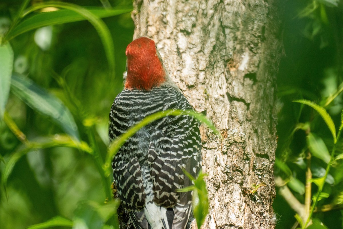Red-bellied Woodpecker - ML637028026
