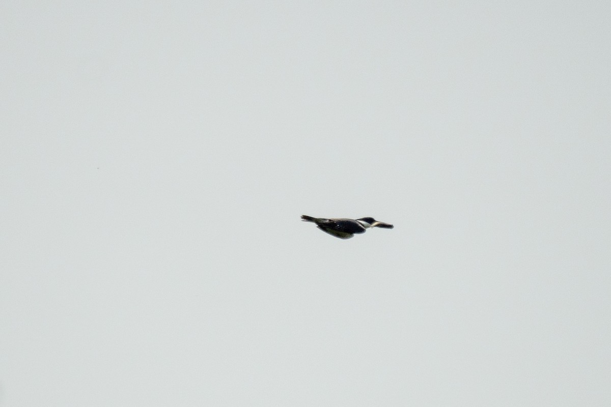 Belted Kingfisher - ML637028029