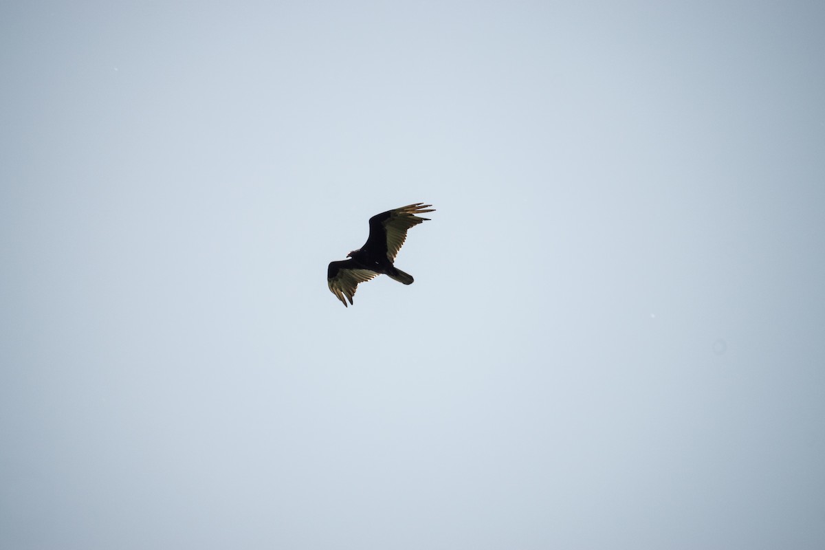 Turkey Vulture - ML637028033
