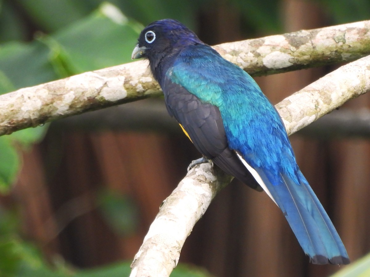 Green-backed Trogon - ML637028038