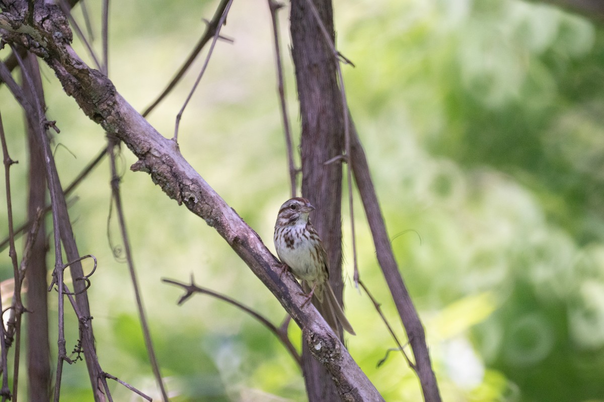 Song Sparrow - ML637028043