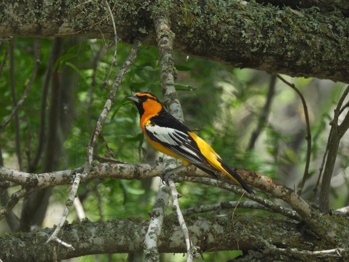 Bullock's Oriole - ML637028050