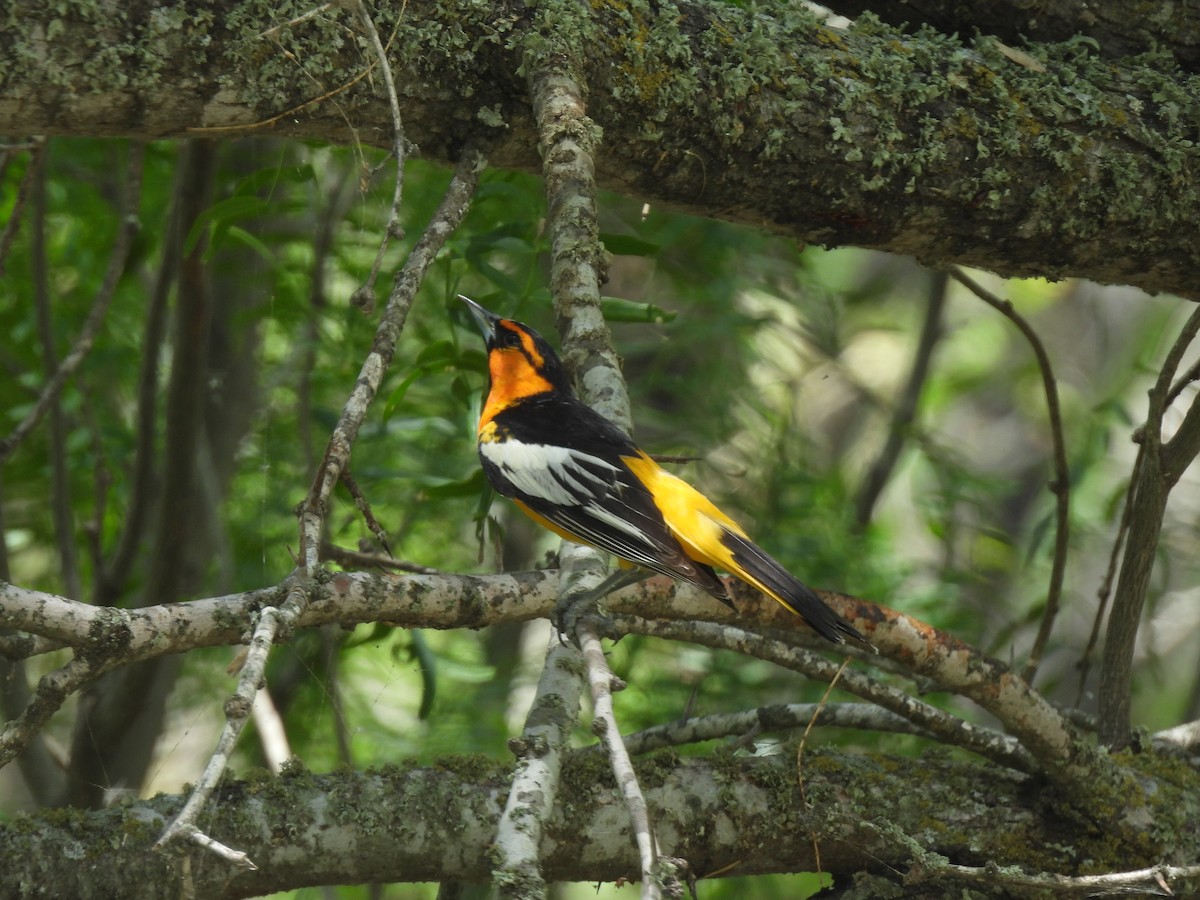 Bullock's Oriole - ML637028051