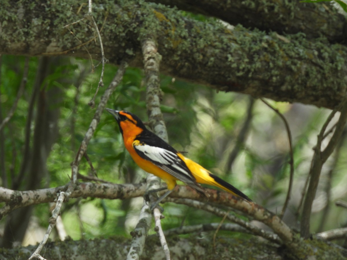 Bullock's Oriole - ML637028052