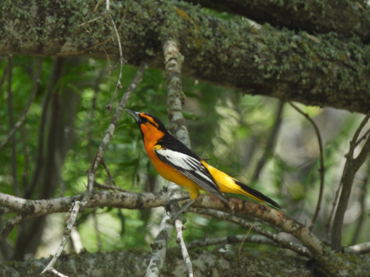 Bullock's Oriole - ML637028053