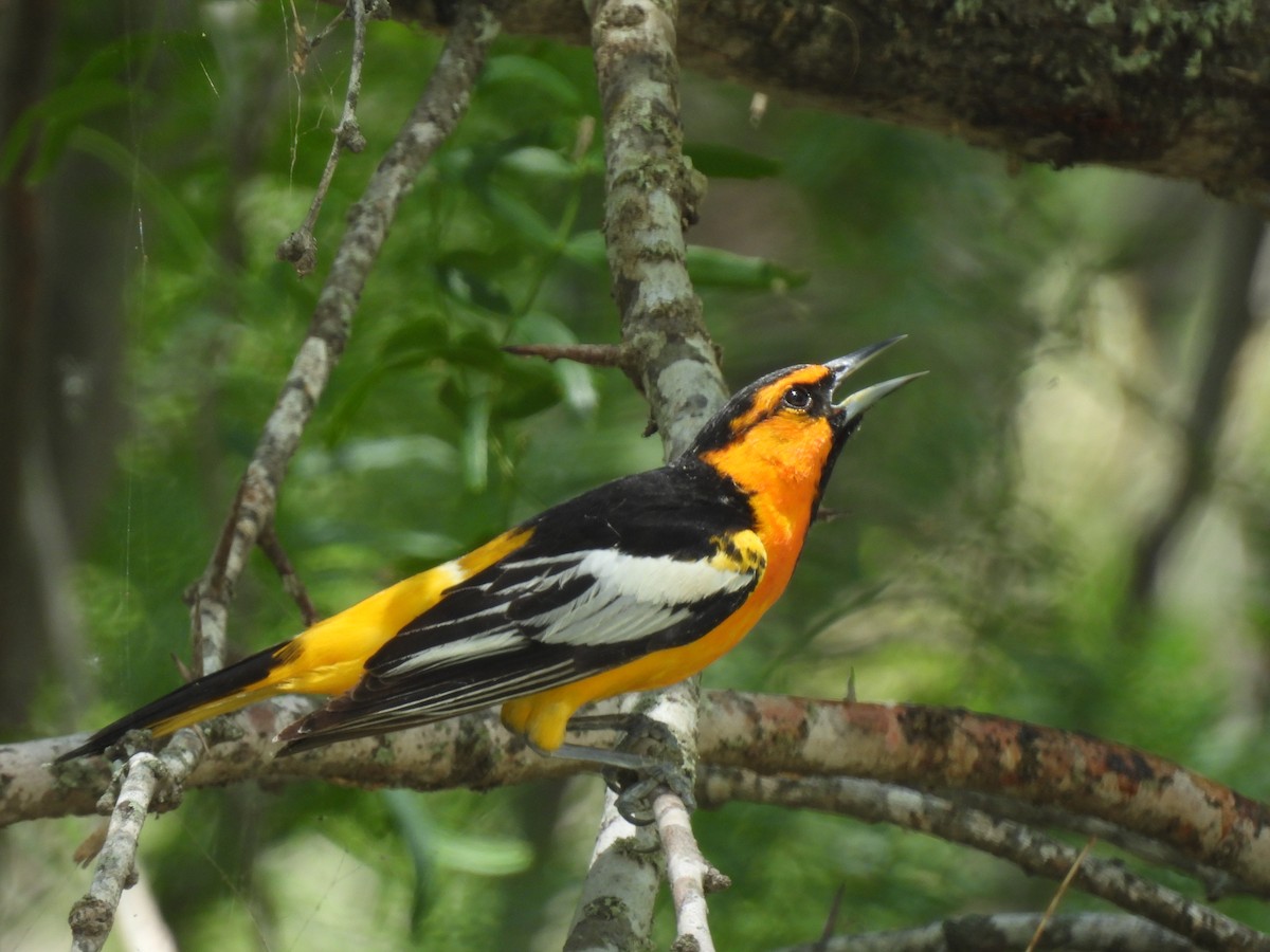 Bullock's Oriole - ML637028054