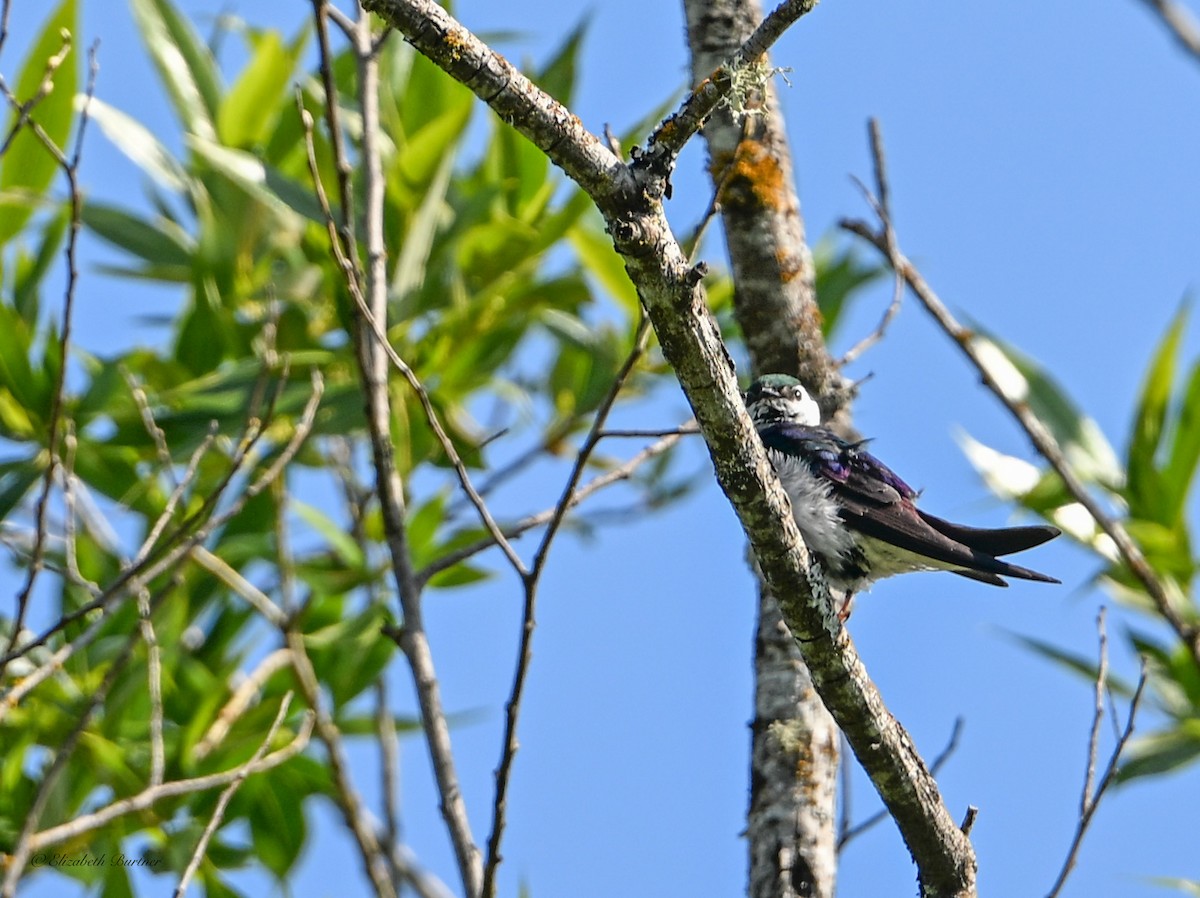 Violet-green Swallow - ML637028062