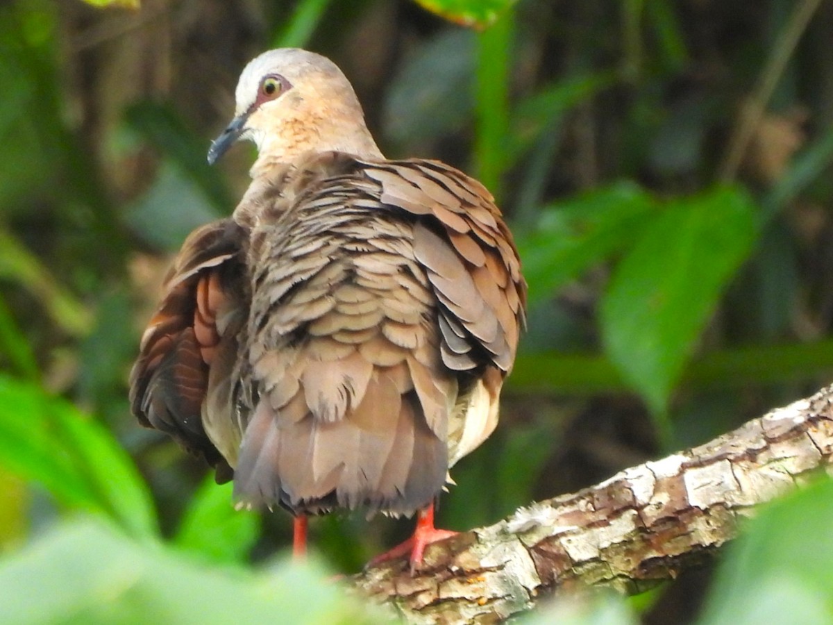Gray-fronted Dove - ML637028070