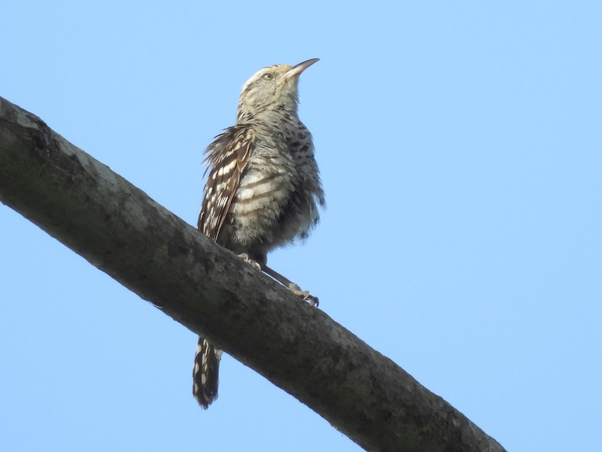 Stripe-backed Wren - ML637028094