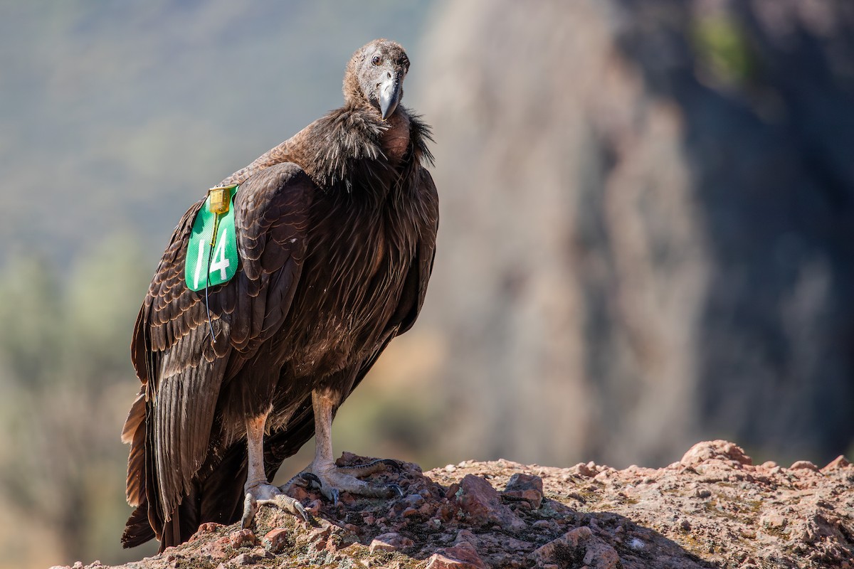 Condor de Californie - ML637028113