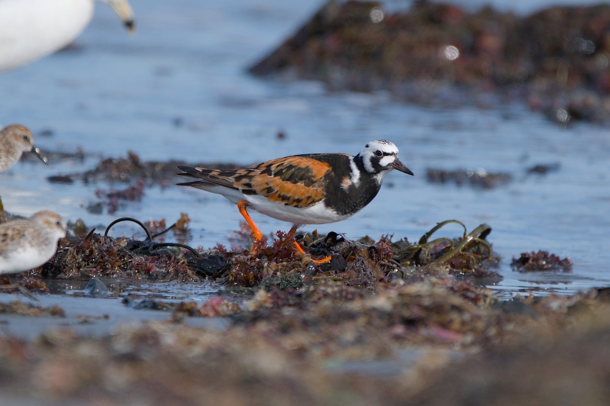 Ruddy Turnstone - ML637028123