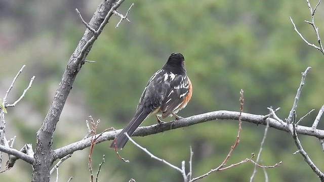 Spotted Towhee - ML637028133