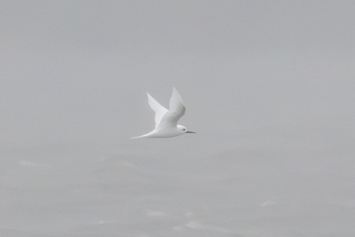 White Tern - ML637028208