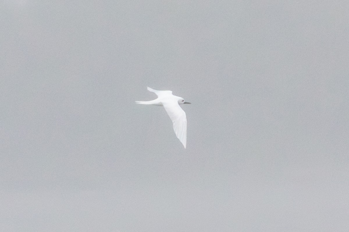 White Tern - ML637028209