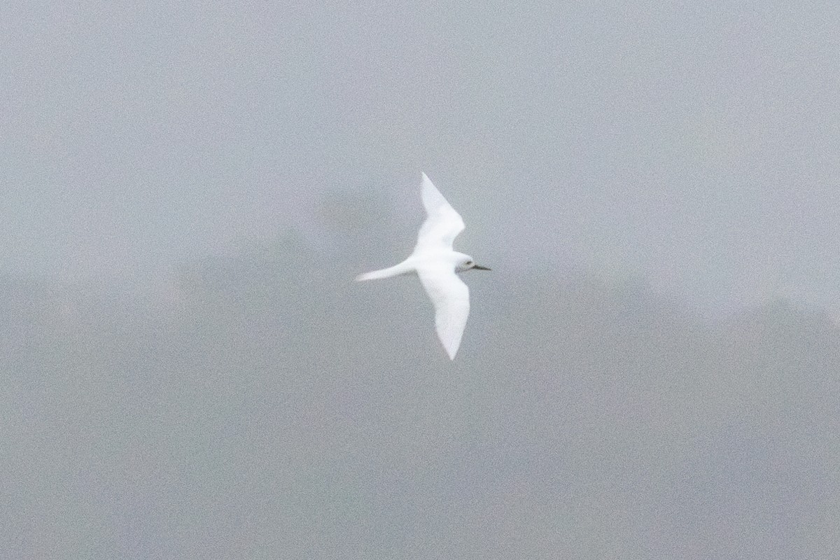 White Tern - ML637028210