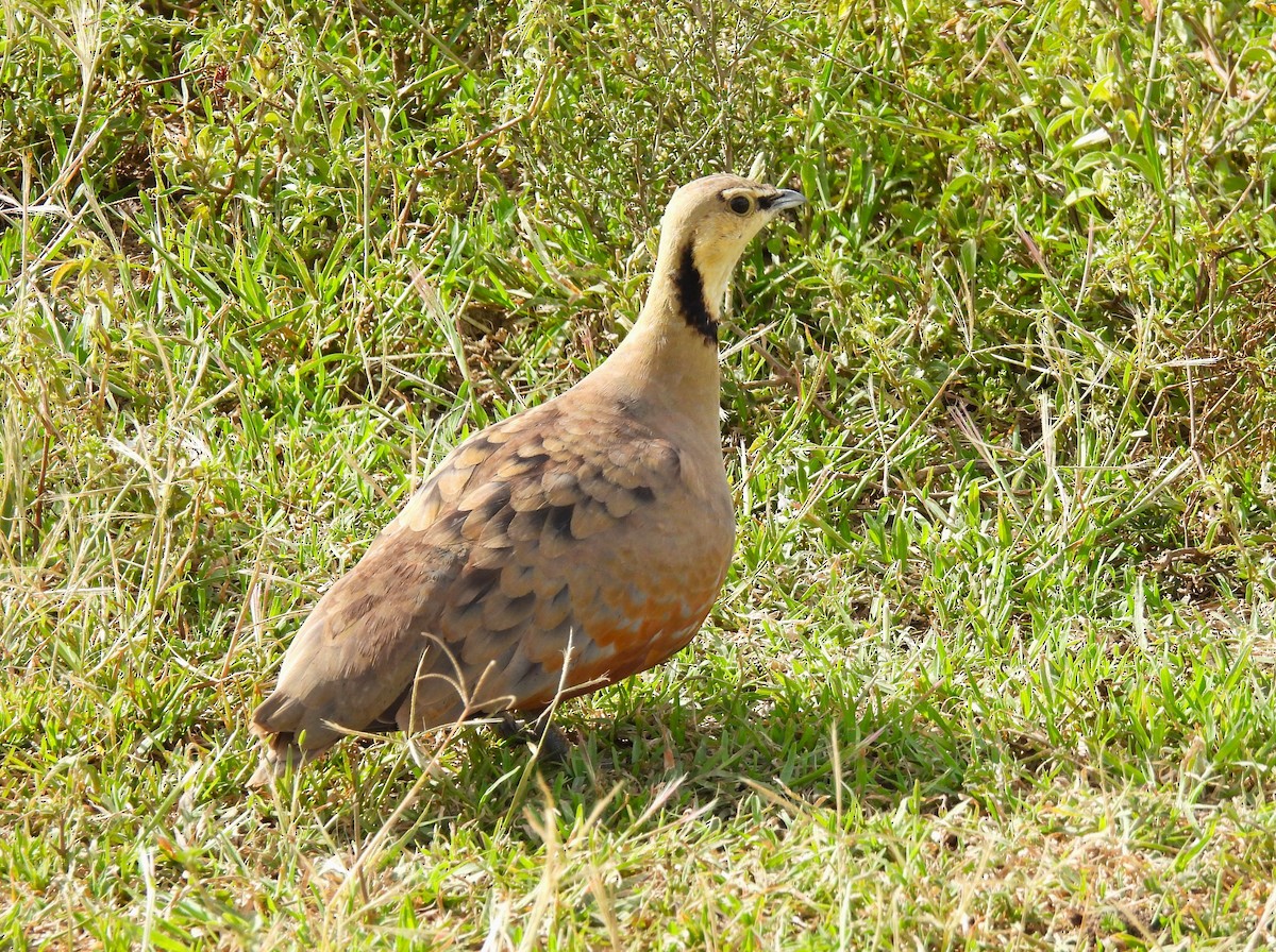 Yellow-throated Sandgrouse - ML637028211