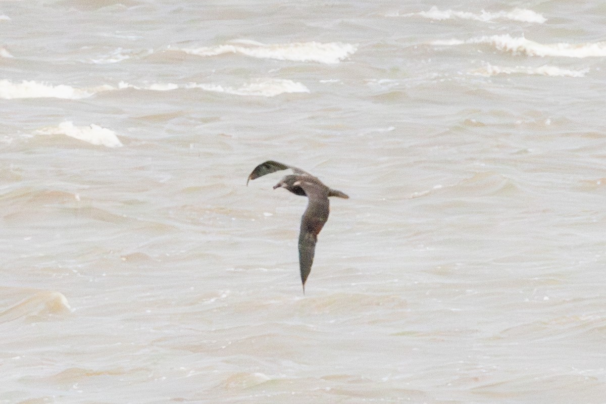 Gray-faced Petrel - ML637028219
