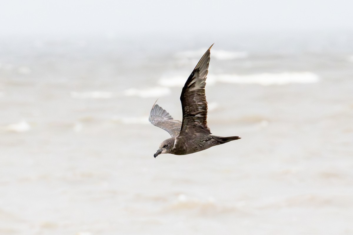 Gray-faced Petrel - ML637028221