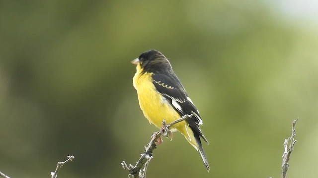 ヒメキンヒワ - ML637028233