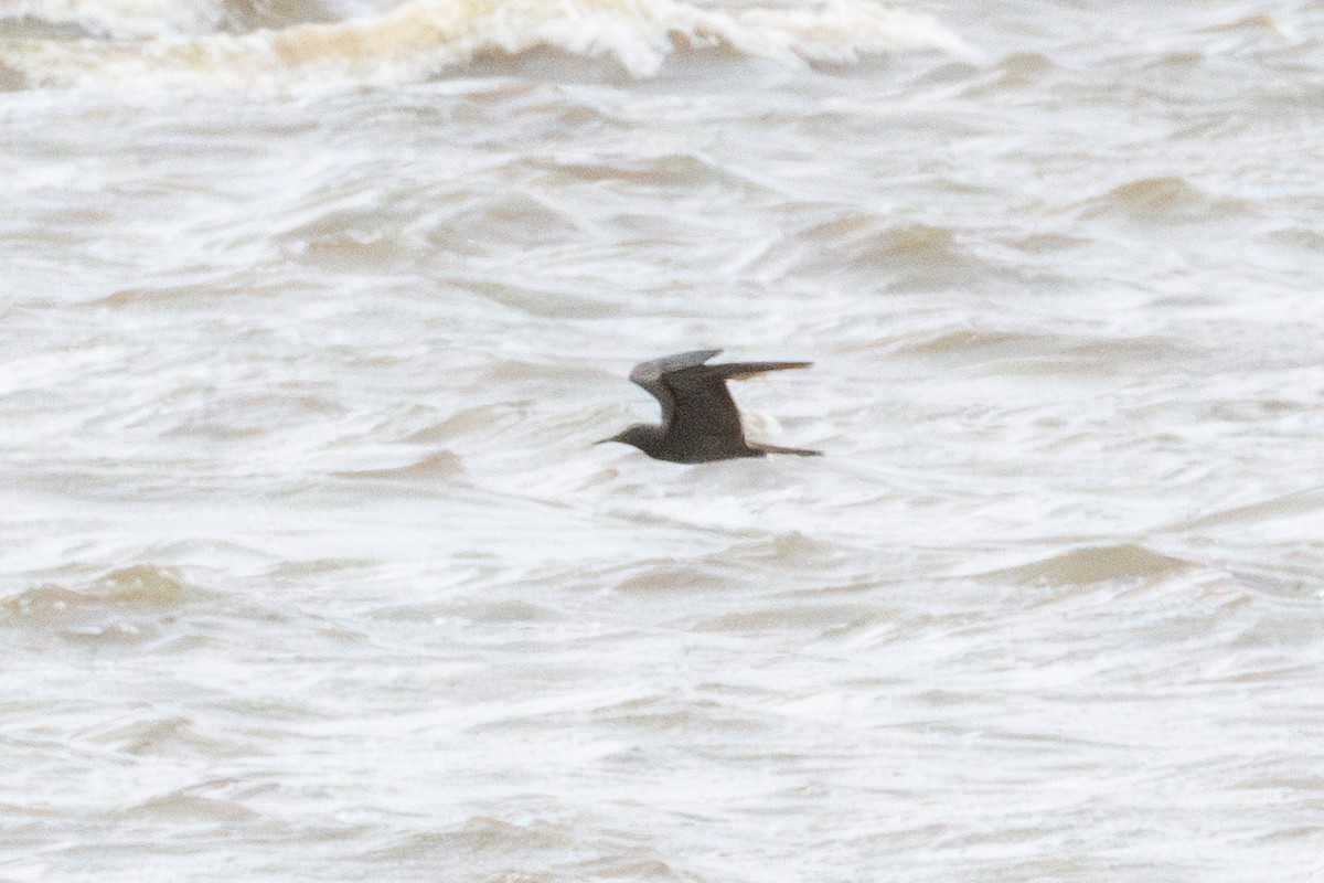Brown Noddy - ML637028236