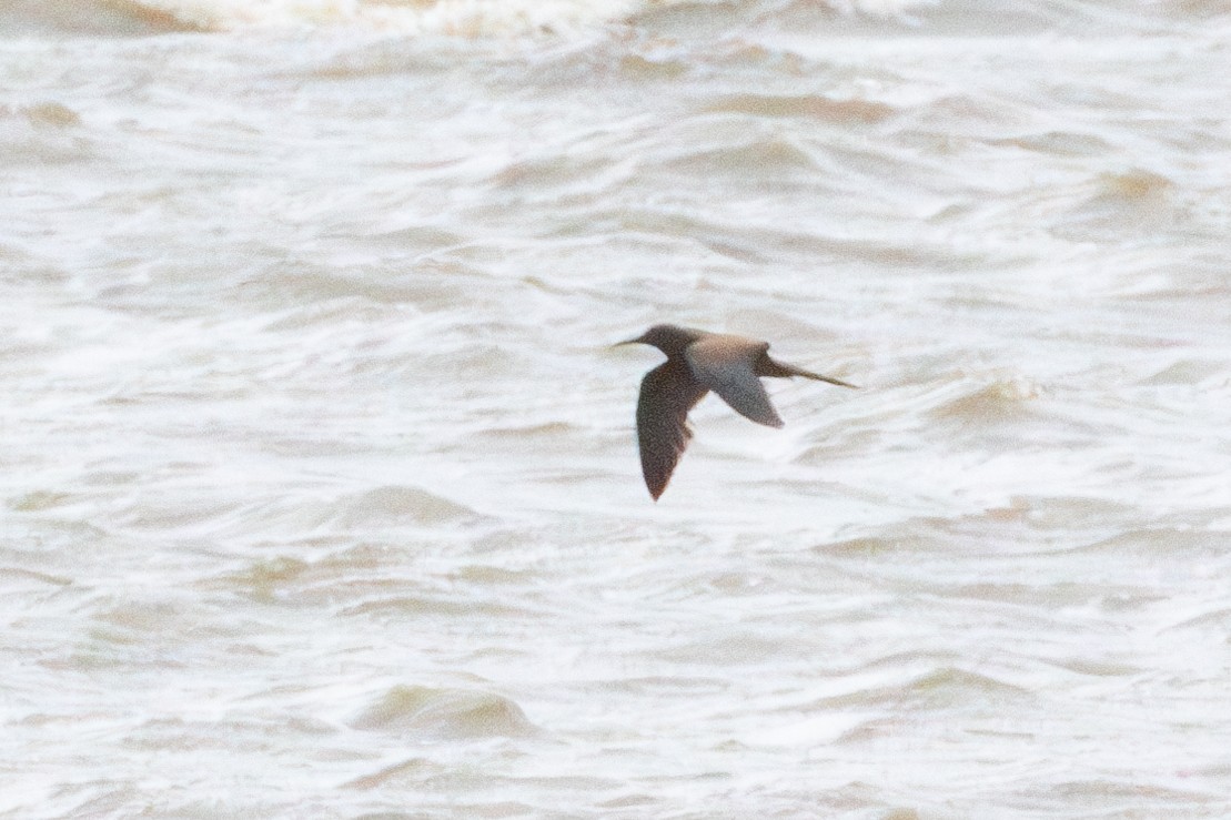 Brown Noddy - ML637028237