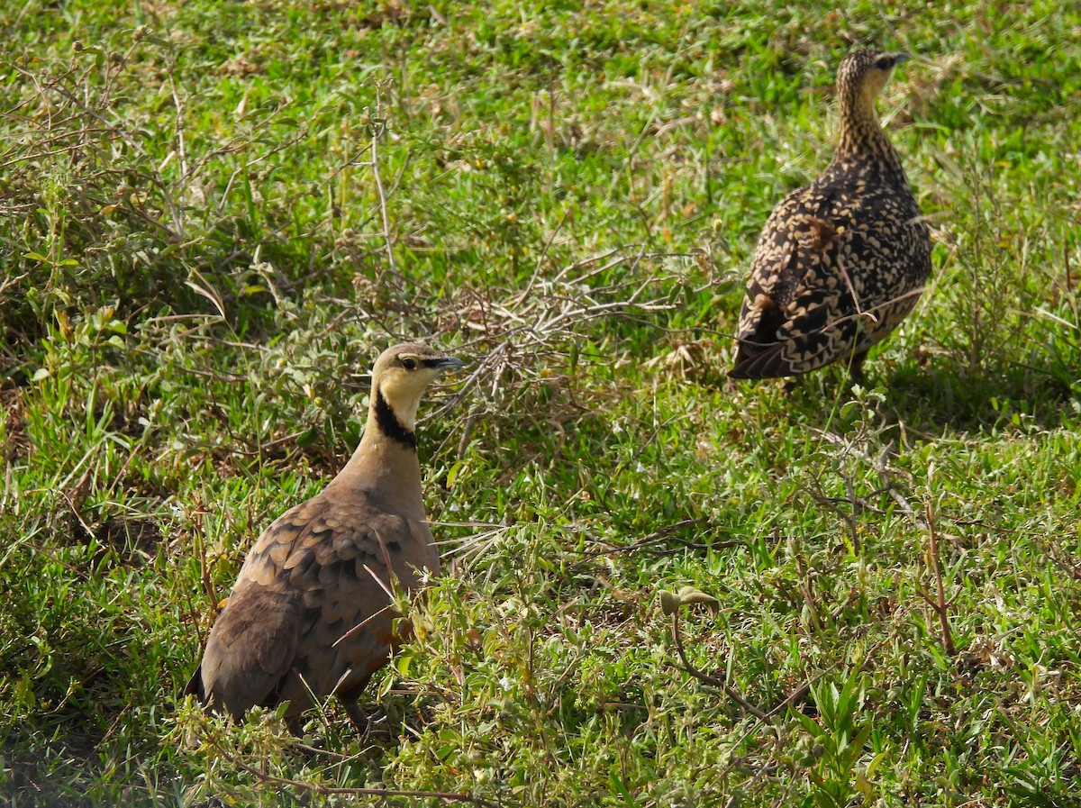 Yellow-throated Sandgrouse - ML637028243