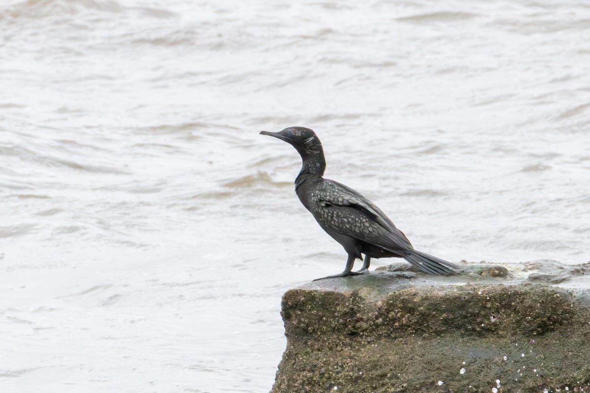 Little Black Cormorant - ML637028251