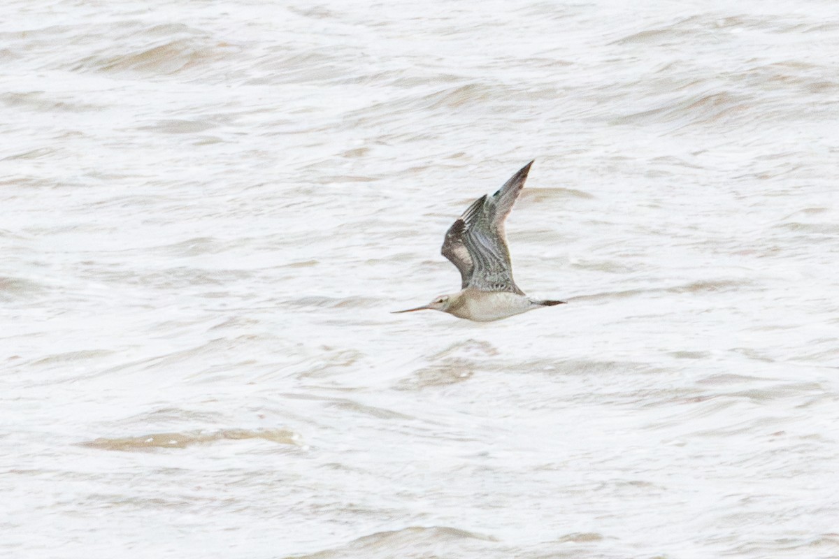 Bar-tailed Godwit - ML637028259
