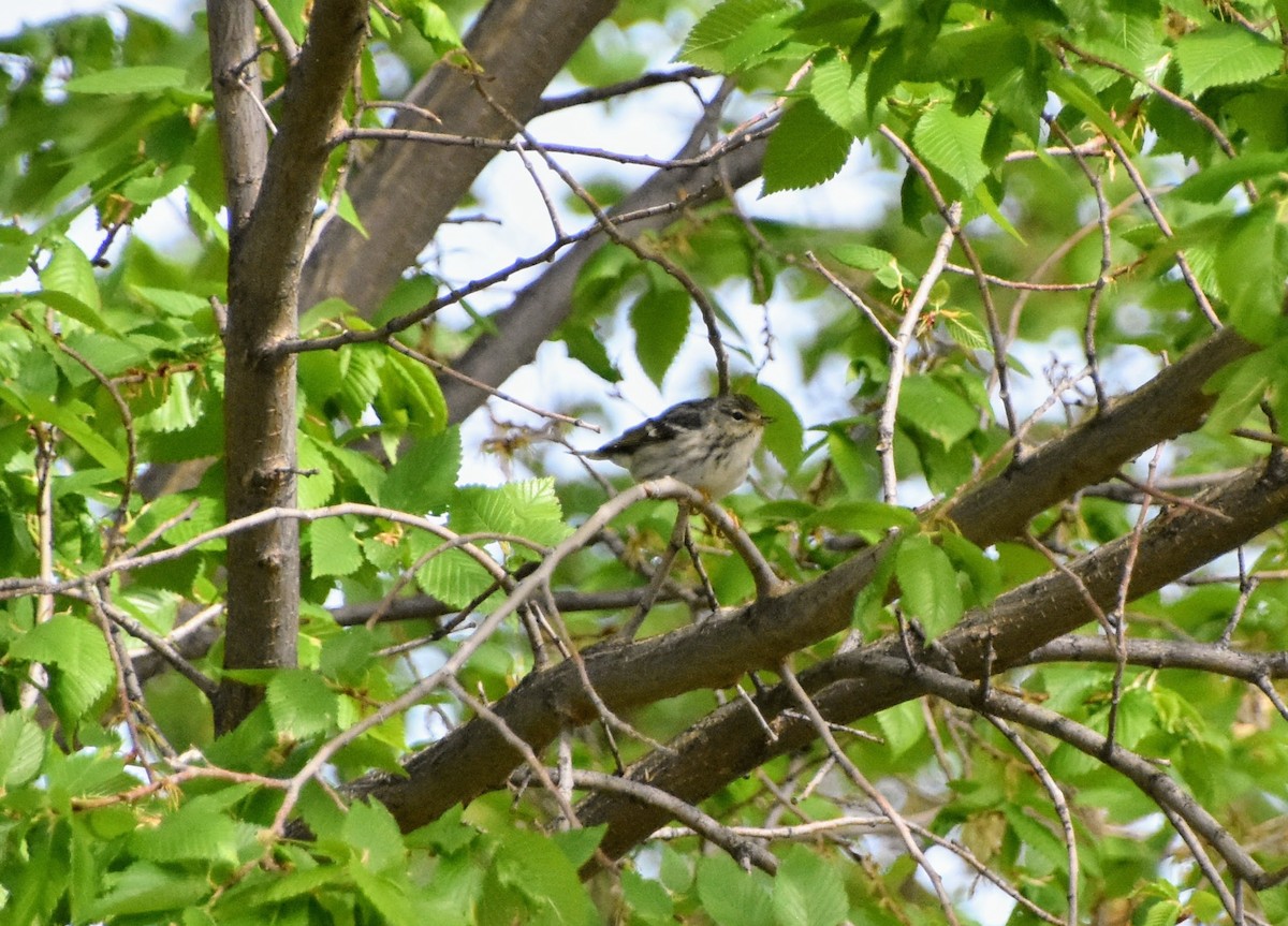 Blackpoll Warbler - ML637028265